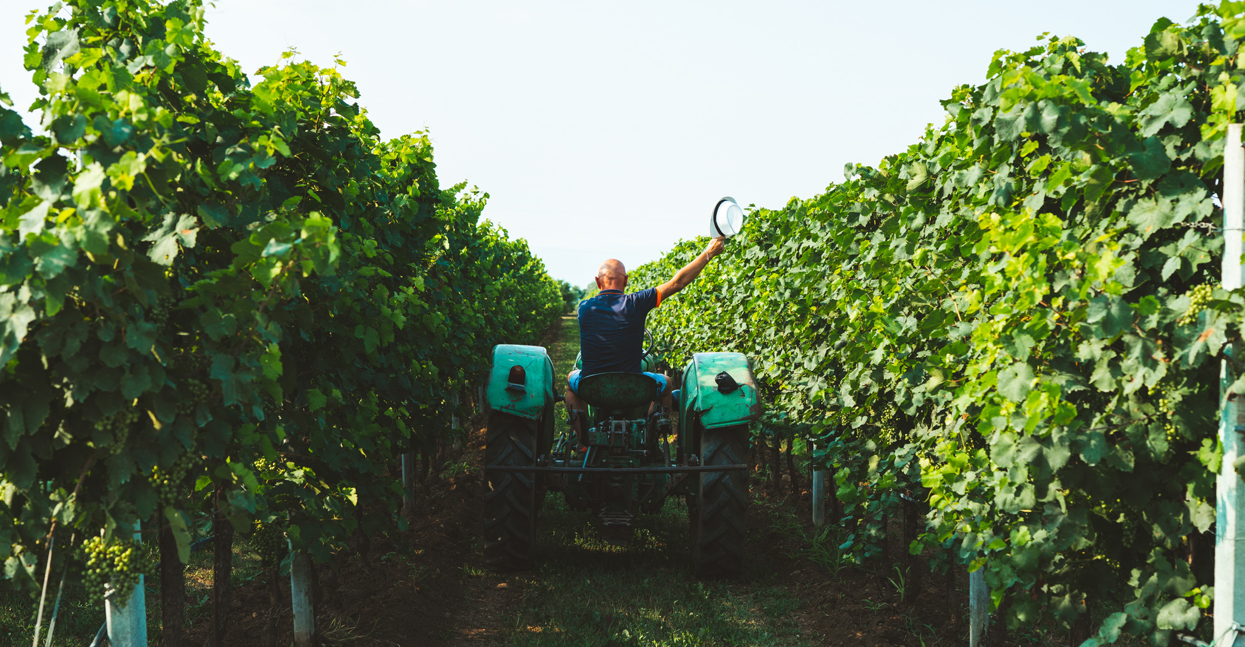 VENDEMMIA 2022