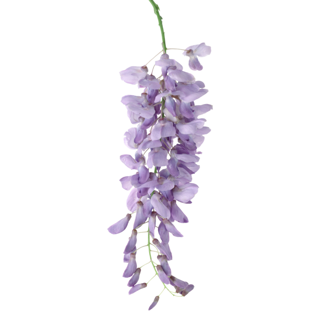 Alt = è sbocciata la primavera - glicine