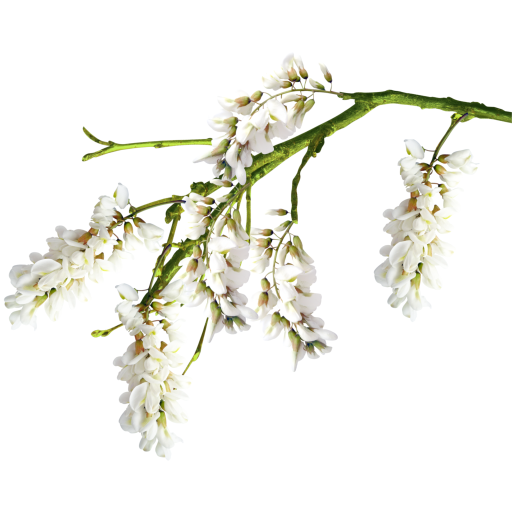 Alt = è sbocciata la primavera - acacia