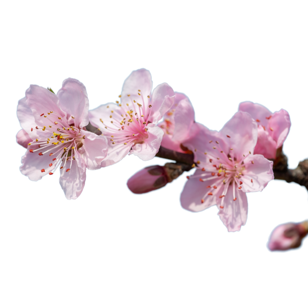 Alt = è sbocciata la primavera - fiori di pesco