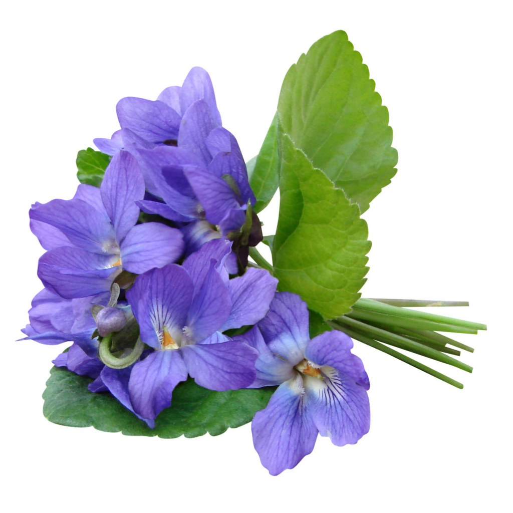 Alt = è sbocciata la primavera - violetta